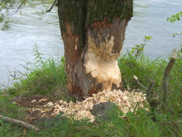 Beaver-Schaden